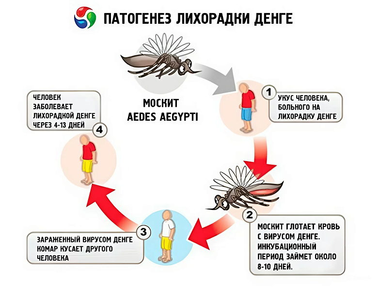 Лихорадка Денге